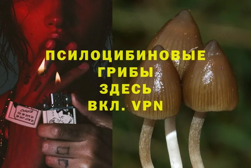 как найти наркотики  Истра  Галлюциногенные грибы Psilocybine cubensis 